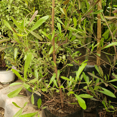 Estenocarpus bolsa  80 cm