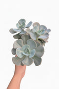 Echeveria Gris