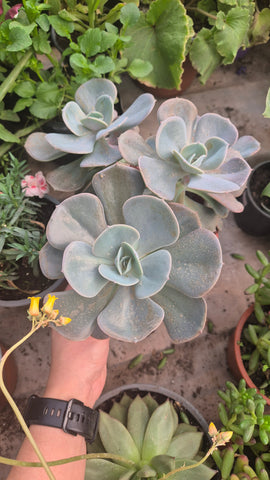 Echeveria gris