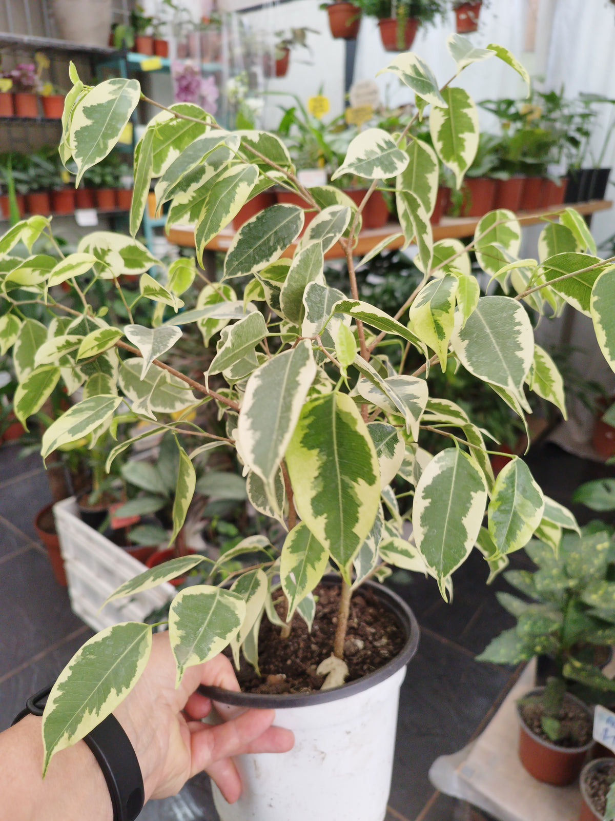 Ficus Samanta m17