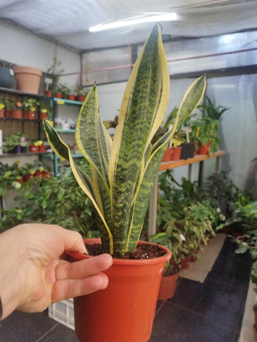 Sansevieria Trifasiata m 14