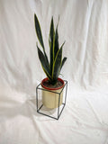 Sansevieria black gold