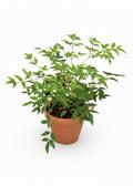 Nandina
