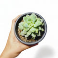 Echeveria Agavoide Híbrida