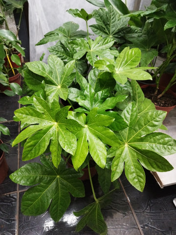 Aralia  m21