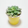 Echeveria Agavoide