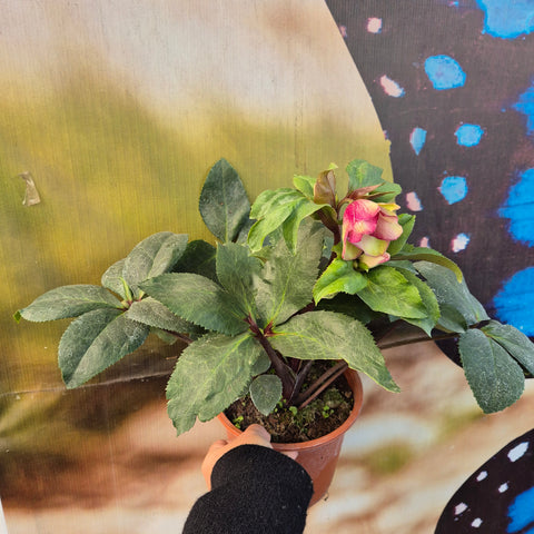 Helleborus m17