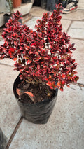Coprosma Tricolor