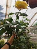 Rosa guia