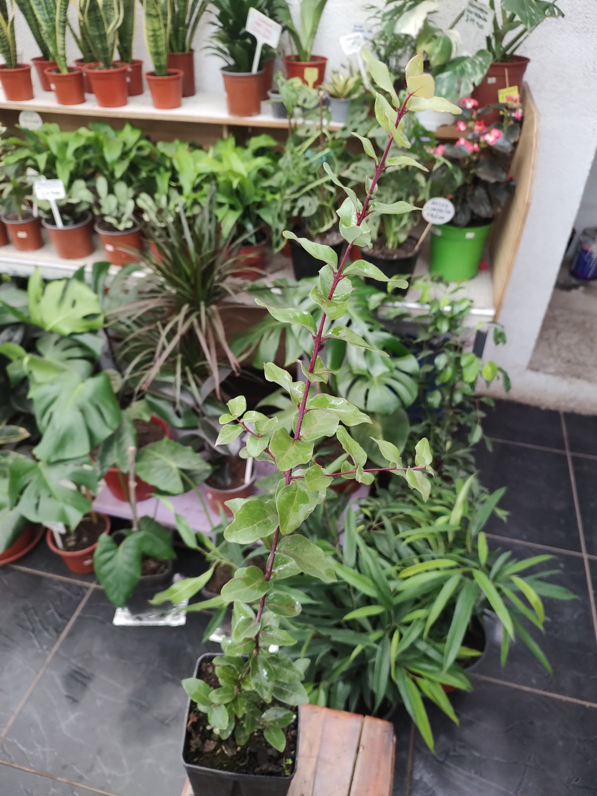 Peumo 50 cm nativo