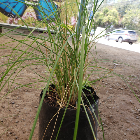 Penicetum verde m13 flor roja