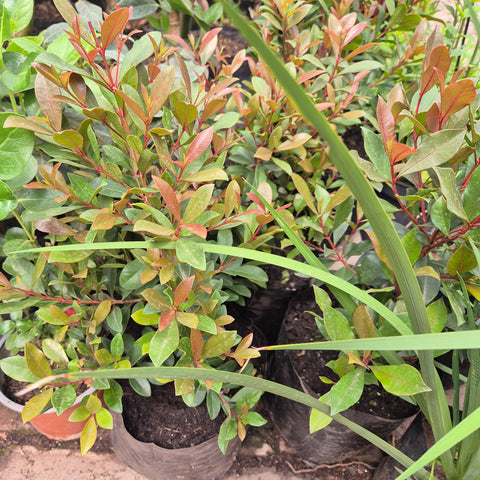 Eugenia flor m19 - altura 60cm