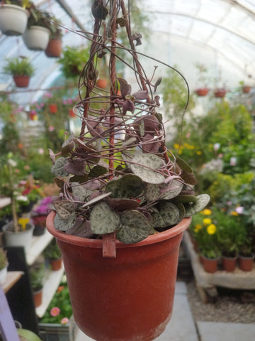 Ceropegia m13