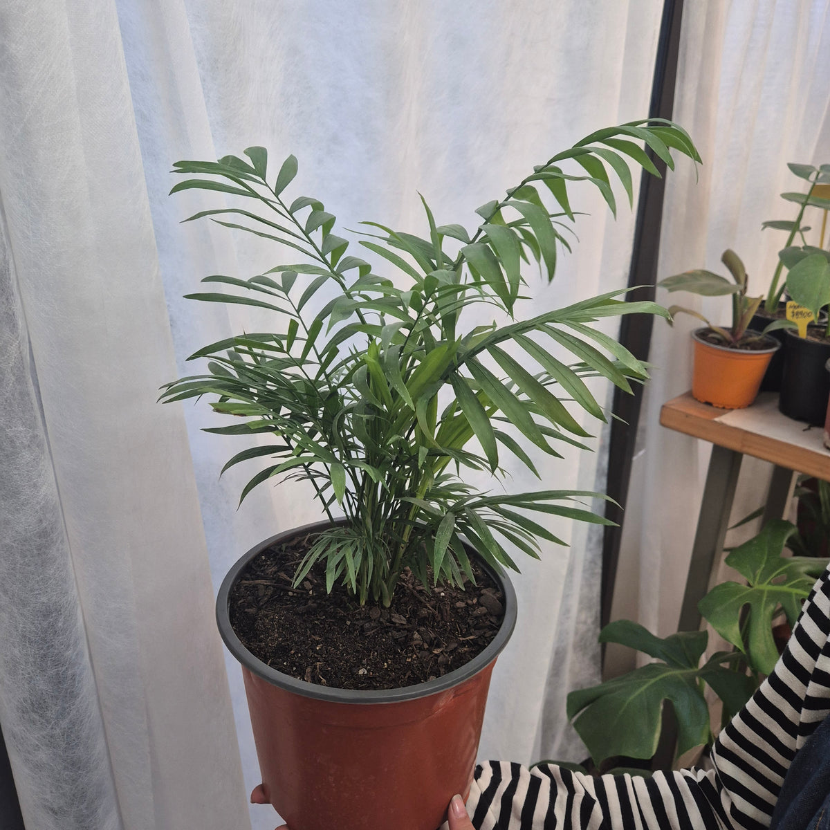 Palmera chamadorea m19, m24