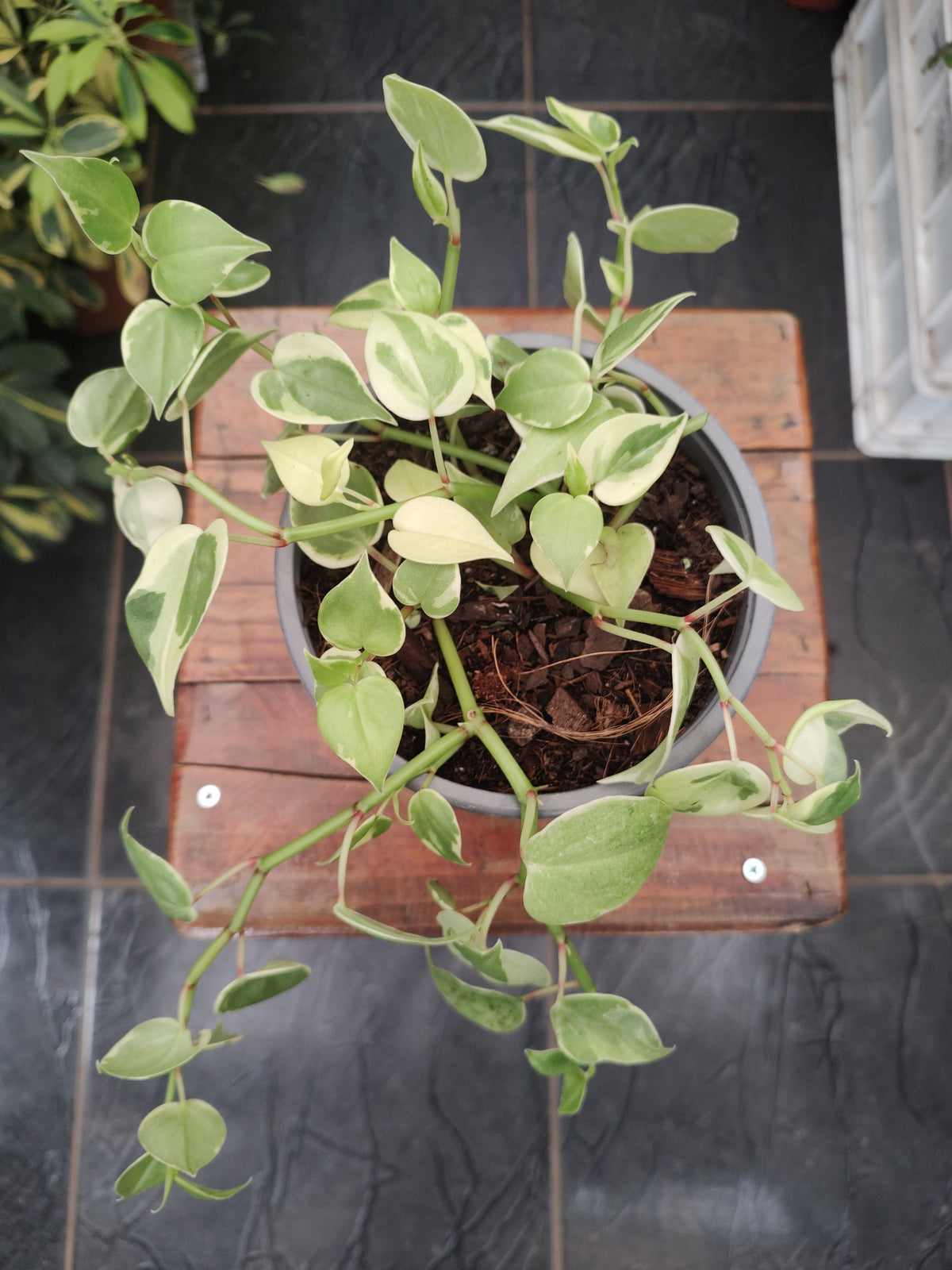 Peperomia Scandens