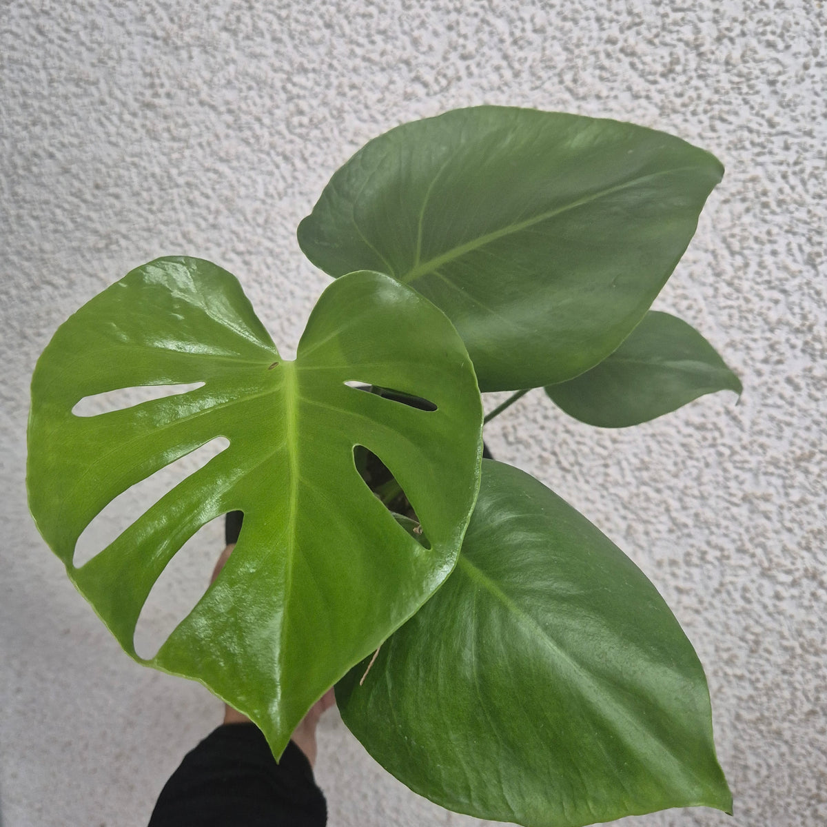 Monstera deliciosa m14