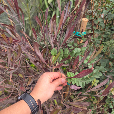 Estenocarpus rojo y verde 1,2 m