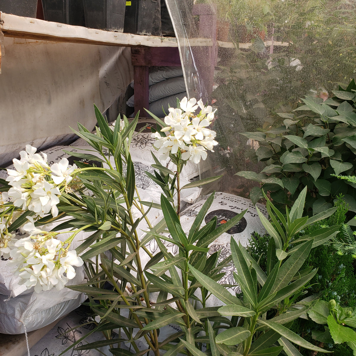 Laurel de flor m28 1,2m