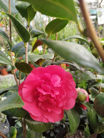 Camelia 80 cm