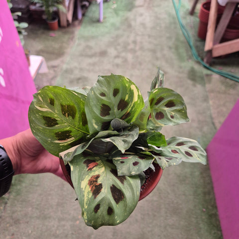 Maranta kerchoveana variegada TM