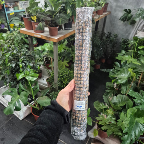 Tutor musgo 40 cm