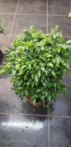 Ficus benjamina enano m21