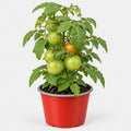 Tomate  Cherry
