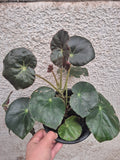 Begonia cuero m15