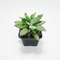 Echeveria Aterciopelada