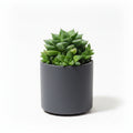 Haworthia Cuspidata