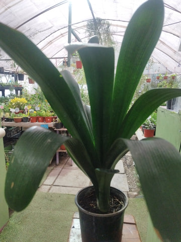 Clivia 60 a 70 cm con flor