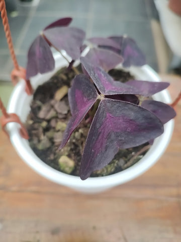 Trebol oxalis triangularis 💜