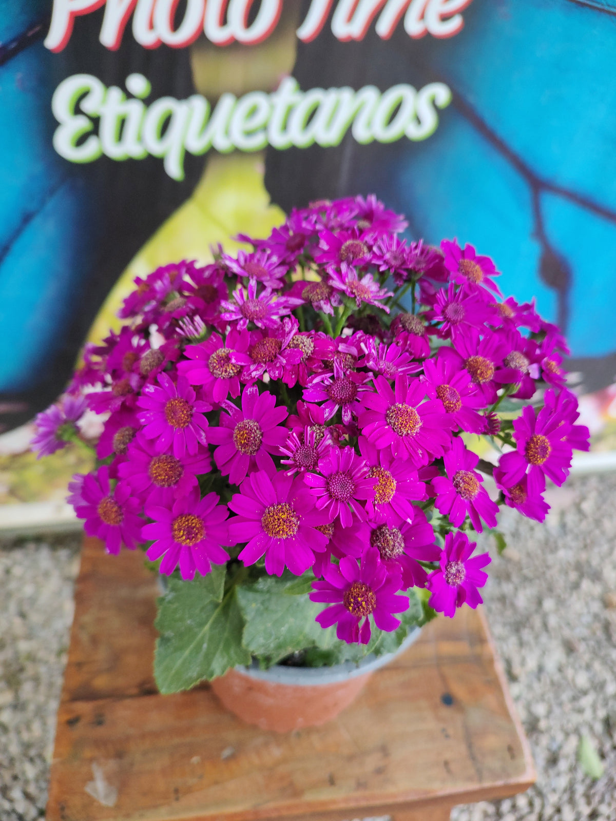 Cineraria m14