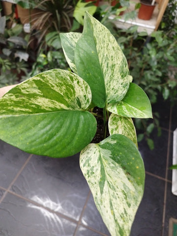 sindapsus Marble queen m15