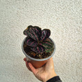 Calathea Dottie
