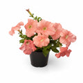 Petunia
