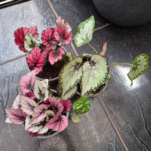 Begonia rex, variedades m14
