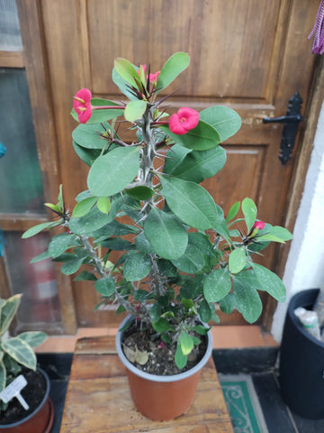 Corona de cristo