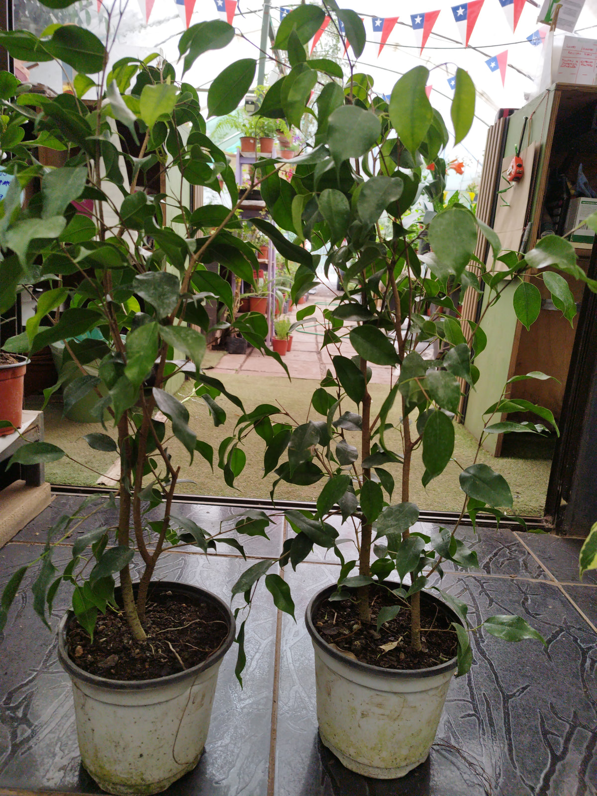 Ficus Benjamina M17