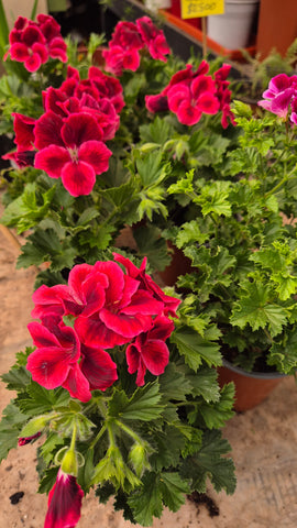 Pelargonia  m14 TS