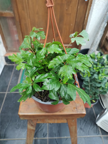 Cissus ellendanica bol18