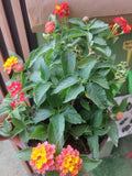 Lantana