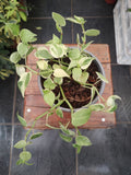 Peperomia Scandens