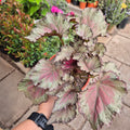 Begonia Rex
