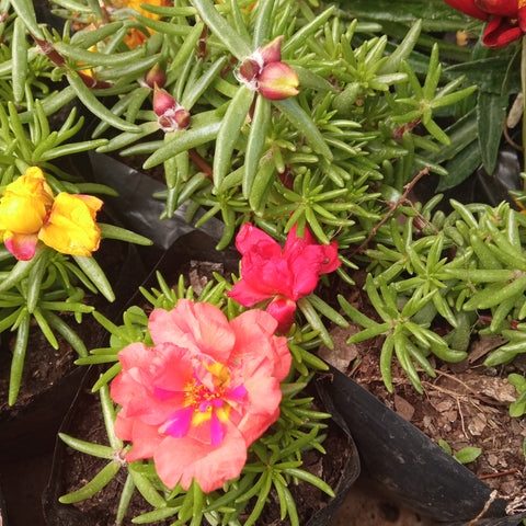Portulaca bolsa 12