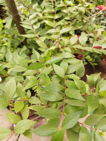 Abelia verde bolsa 19