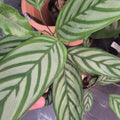 Calathea setosa m15