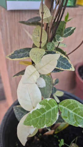 Jazmin helice Variegado 85 cm