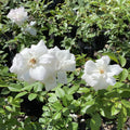 Rosa Floribunda Iceberg