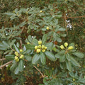 Pitosporo Tobira